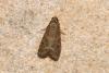 Phycitinae inconnu